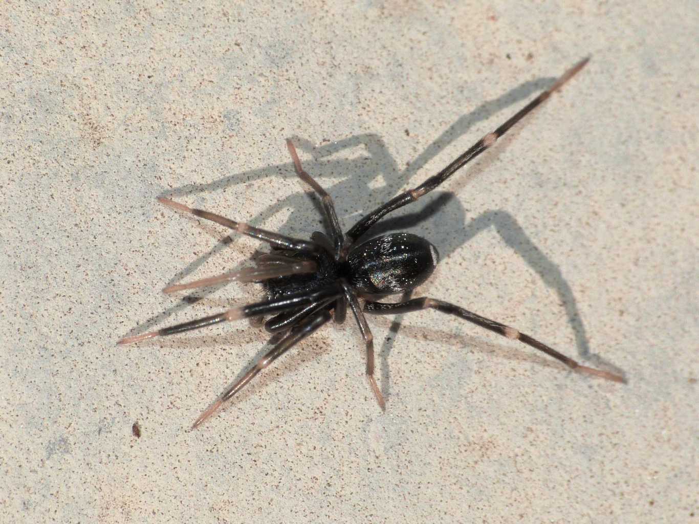 Liophrurillus flavitarsis - Tolfa (RM)